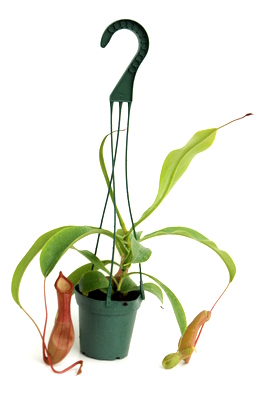 Nepenthes Alata